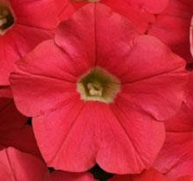 петуния ампельная гибридная            Petunia х hibrida
